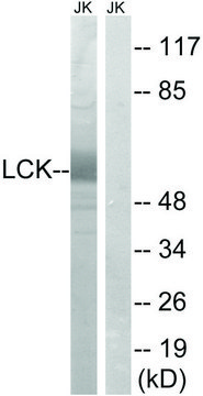 Anti-LCK antibody produced in rabbit