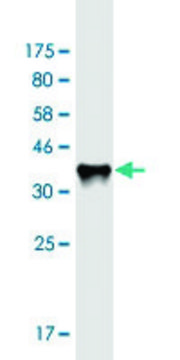 Monoclonal Anti-RAB11FIP3 antibody produced in