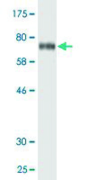 Monoclonal Anti-ITFG2 antibody produced in