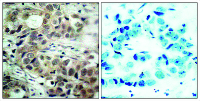 Anti-phospho-CDC25C (pSer²¹?) antibody produced in