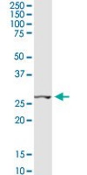 Anti-CCNB1IP1 antibody produced in rabbit