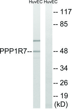 Anti-PPP1R7 antibody produced in rabbit