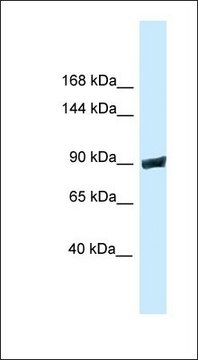 Anti-DNM3 antibody produced in rabbit