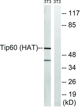 Anti-TIP60 antibody produced in rabbit