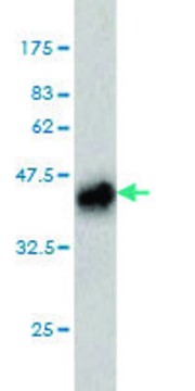 Monoclonal Anti-PLAG1 antibody produced in
