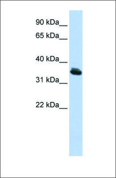 Anti-LHX3 antibody produced in rabbit