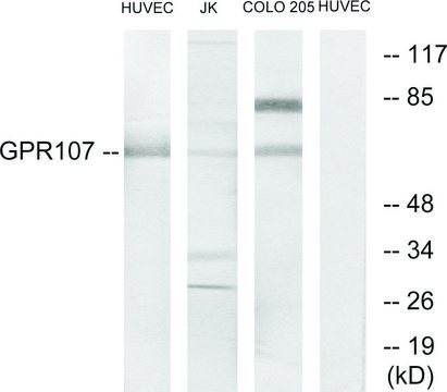 Anti-GPR107 antibody produced in rabbit