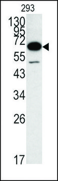 Anti-METAP1 (C-term) antibody produced in