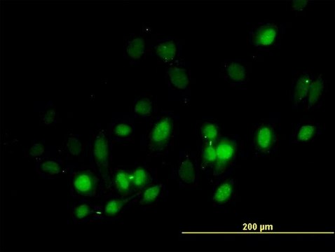 Anti-BIRC5 antibody produced in mouse