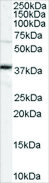 Anti-OCT4/POU5F1 antibody produced in goat