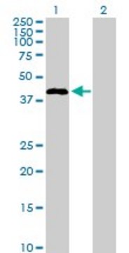 Anti-STAC antibody produced in rabbit