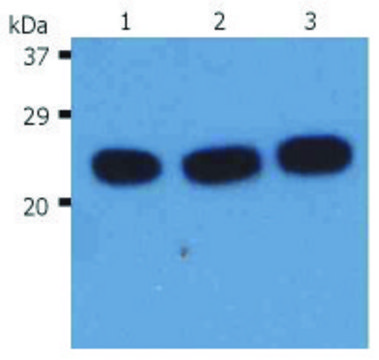 Monoclonal Anti-HRAS antibody produced in