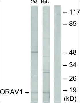 Anti-ORAV1 antibody produced in rabbit