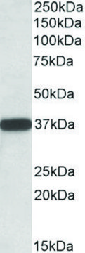 Anti-CYB5R3 (C-terminal) antibody produced in