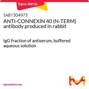 ANTI-CONNEXIN 40 (N-TERM) antibody produced