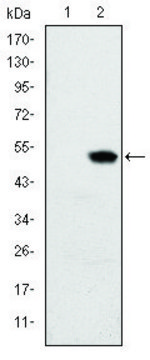 Monoclonal Anti-RBP4 antibody produced in