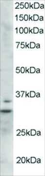 Anti-LIME1 antibody produced in goat