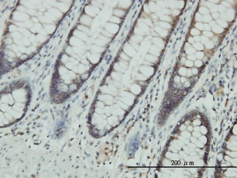 Monoclonal Anti-CLIC1 antibody produced in