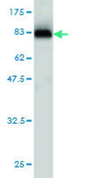 Monoclonal Anti-CPNE6 antibody produced in
