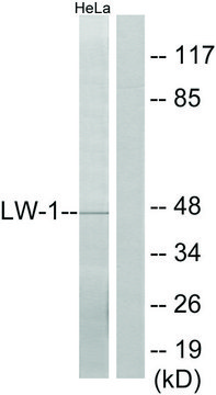 Anti-LW-1 antibody produced in rabbit