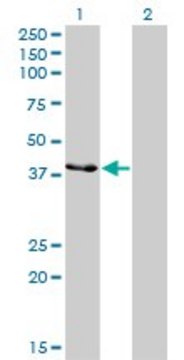 Monoclonal Anti-CKMT1B antibody produced in
