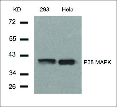 Anti-MAPK14 (Ab-182) antibody produced in