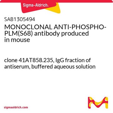 MONOCLONAL ANTI-PHOSPHO-PLM(S68) antibody produced in