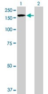 Anti-RIMS2 antibody produced in rabbit