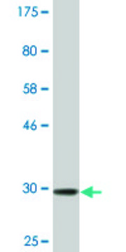 Monoclonal Anti-SLITL2 antibody produced in