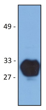 Monoclonal Anti-HLA-DR1 antibody produced in