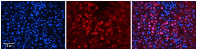 Anti-FOS antibody produced in rabbit