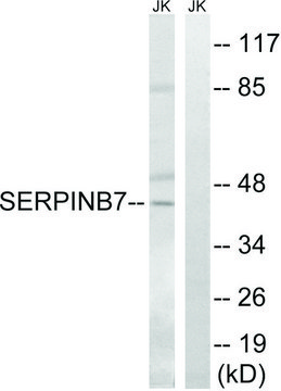 Anti-SERPINB7 antibody produced in rabbit