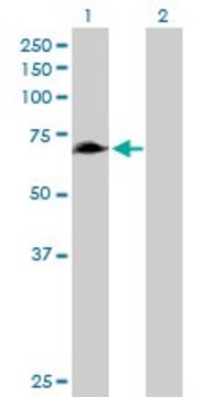 Anti-RHPN1 antibody produced in mouse