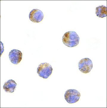 Anti-TIRP (ab1) antibody produced in