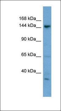 Anti-GNPTAB antibody produced in rabbit