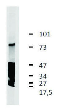 Monoclonal Anti-LRRC32 antibody produced in