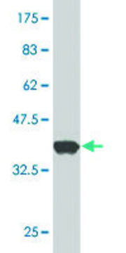 Monoclonal Anti-GENX-3414 antibody produced in