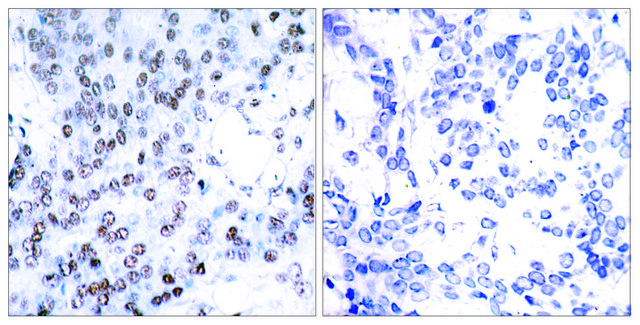Anti-JUNB antibody produced in rabbit