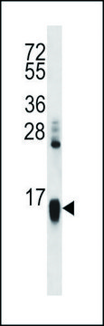 ANTI-HIST1H2AA (N-TERM) antibody produced in