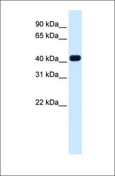 Anti-RTCD1 antibody produced in rabbit