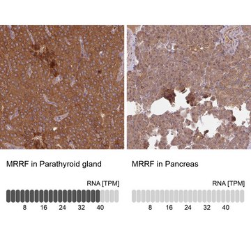 Anti-MRRF antibody produced in rabbit