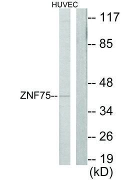 Anti-ZNF75, C-Terminal antibody produced in