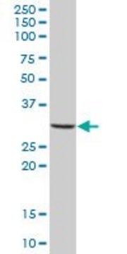 Anti-MS4A4A antibody produced in mouse