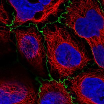Anti-PLEKHG6 antibody produced in rabbit
