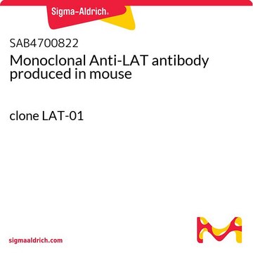 Monoclonal Anti-LAT antibody produced in