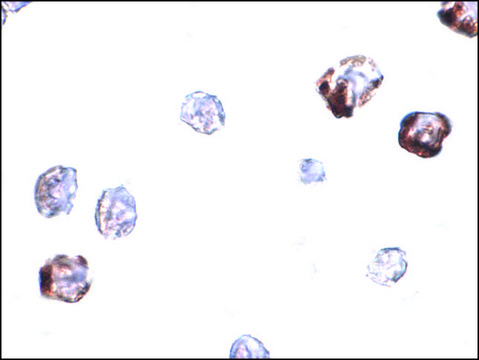 Anti-IRGC antibody produced in rabbit