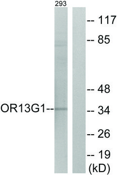 Anti-OR13G1 antibody produced in rabbit