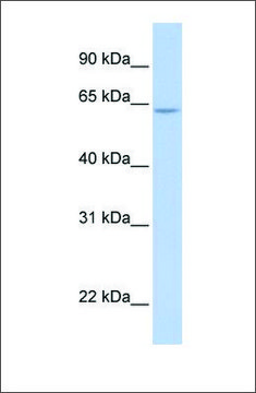 Anti-ARID5A (ab1) antibody produced in