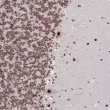 Anti-TDG antibody produced in rabbit