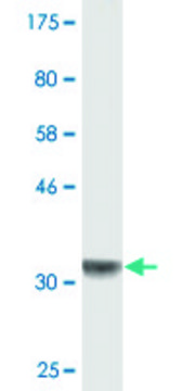 Monoclonal Anti-PRELID1 antibody produced in